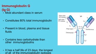 Immunoglobulin G
(Ig G)
• Most abundant class in serum
• Constitutes 80% total immunoglobulin
• Present in blood, plasma and tissue
fluids
• Contains less carbohydrate than
other immunoglobulins
• It has a half life of 23 days: the longest
of all of the immunoglobulin isotopes
 