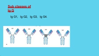 Sub classes of
Ig G
Ig G1, Ig G2, Ig G3, Ig G4.
 