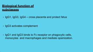 Biological function of
subclasses
• IgG1, IgG3, IgG4 – cross placenta and protect fetus
• IgG3 activates complement
• IgG1 and IgG3 binds to Fc receptor on phagocytic cells,
monocytes and macrophages and mediate opsinization.
 