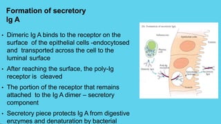 Formation of secretory
Ig A
• Dimeric Ig A binds to the receptor on the
surface of the epithelial cells -endocytosed
and transported across the cell to the
luminal surface
• After reaching the surface, the poly-Ig
receptor is cleaved
• The portion of the receptor that remains
attached to the Ig A dimer – secretory
component
• Secretory piece protects Ig A from digestive
enzymes and denaturation by bacterial
 