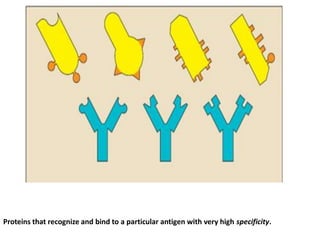 Proteins that recognize and bind to a particular antigen with very high specificity.
 