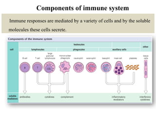 Components of immune system
Immune responses are mediated by a variety of cells and by the soluble
molecules these cells secrete.
 