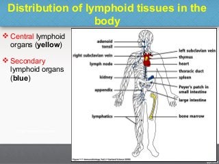 Distribution of lymphoid tissues in the
body
 Central lymphoid
organs (yellow)
 Secondary
lymphoid organs
(blue)
10
 