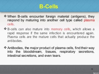 B-Cells
 When B-cells encounter foreign material (antigens), they
respond by maturing into another cell type called plasma
cells.
 B-cells can also mature into memory cells, which allows a
rapid response if the same infection is encountered again.
Plasma cells are the mature cells that actually produce the
antibodies.
 Antibodies, the major product of plasma cells, find their way
into the bloodstream, tissues, respiratory secretions,
intestinal secretions, and even tears.
12
 