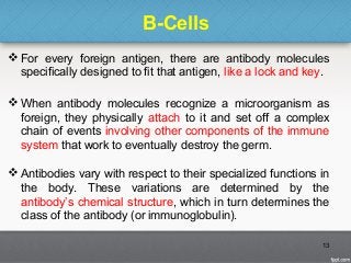 B-Cells
 For every foreign antigen, there are antibody molecules
specifically designed to fit that antigen, like a lock and key.
 When antibody molecules recognize a microorganism as
foreign, they physically attach to it and set off a complex
chain of events involving other components of the immune
system that work to eventually destroy the germ.
 Antibodies vary with respect to their specialized functions in
the body. These variations are determined by the
antibody’s chemical structure, which in turn determines the
class of the antibody (or immunoglobulin).
13
 
