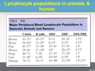 Lymphocyte populations in animals &
human
25
 
