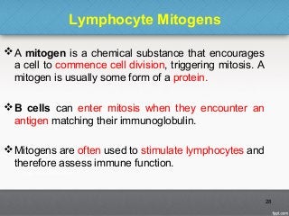 Lymphocyte Mitogens
A mitogen is a chemical substance that encourages
a cell to commence cell division, triggering mitosis. A
mitogen is usually some form of a protein.
B cells can enter mitosis when they encounter an
antigen matching their immunoglobulin.
Mitogens are often used to stimulate lymphocytes and
therefore assess immune function.
28
 