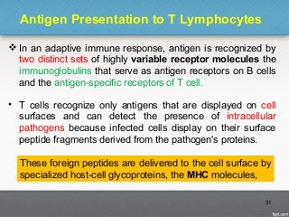 Antigen Presentation to T Lymphocytes
 In an adaptive immune response, antigen is recognized by
two distinct sets of highly variable receptor molecules the
immunoglobulins that serve as antigen receptors on B cells
and the antigen-specific receptors of T cell.
• T cells recognize only antigens that are displayed on cell
surfaces and can detect the presence of intracellular
pathogens because infected cells display on their surface
peptide fragments derived from the pathogen's proteins.
31
These foreign peptides are delivered to the cell surface by
specialized host-cell glycoproteins, the MHC molecules,
 