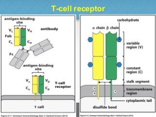 T-cell receptor
32
 