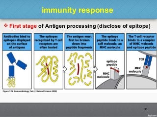 immunity response
 First stage of Antigen processing (disclose of epitope)
35
 