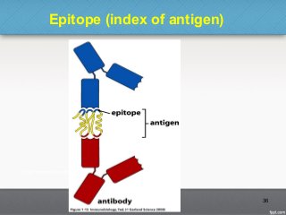 Epitope (index of antigen)
36
 