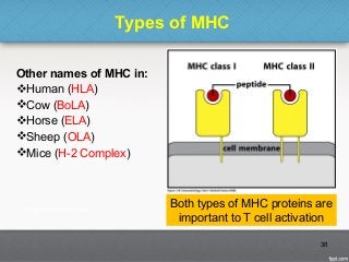 Types of MHC
Other names of MHC in:
Human (HLA)
Cow (BoLA)
Horse (ELA)
Sheep (OLA)
Mice (H-2 Complex)
38
Both types of MHC proteins are
important to T cell activation
 