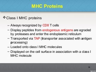 MHC Proteins
Class I MHC proteins
– Always recognized by CD8 T cells
– Display peptides from endogenous antigens are egraded
by proteases and enter the endoplasmic reticulum
– Transported via TAP (transporter associated with antigen
processing)
– Loaded onto class I MHC molecules
– Displayed on the cell surface in association with a class I
MHC molecule
39
 