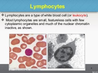 Lymphocytes
 Lymphocytes are a type of white blood cell (or leukocyte).
 Most lymphocytes are small, featureless cells with few
cytoplasmic organelles and much of the nuclear chromatin
inactive, as shown.
4
 