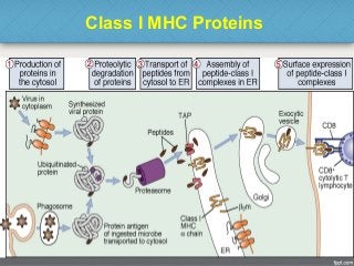Class I MHC Proteins
40
 