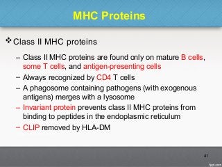 MHC Proteins
Class II MHC proteins
– Class II MHC proteins are found only on mature B cells,
some T cells, and antigen-presenting cells
– Always recognized by CD4 T cells
– A phagosome containing pathogens (with exogenous
antigens) merges with a lysosome
– Invariant protein prevents class II MHC proteins from
binding to peptides in the endoplasmic reticulum
– CLIP removed by HLA-DM
41
 