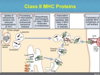 Class II MHC Proteins
42
 