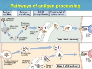 Pathways of antigen processing
43
 