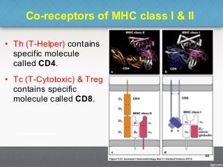 Co-receptors of MHC class I & II
• Th (T-Helper) contains
specific molecule
called CD4.
• Tc (T-Cytotoxic) & Treg
contains specific
molecule called CD8.
44
 