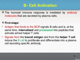 B- Cell Activation
 The humoral immune response is mediated by antibody
molecules that are secreted by plasma cells.
 First stage:
• Antigen that binds to the BCR signals B cells and is, at the
same time, internalized and processed into peptides that
activate armed helper T cells.
• Signals from the bound antigen and from the helper T cell
induce the B cell to proliferate and differentiate into a plasma
cell secreting specific antibody.
49
 