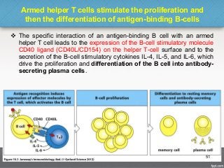 Armed helper T cells stimulate the proliferation and
then the differentiation of antigen-binding B-cells
 The specific interaction of an antigen-binding B cell with an armed
helper T cell leads to the expression of the B-cell stimulatory molecule
CD40 ligand (CD40L/CD154) on the helper T-cell surface and to the
secretion of the B-cell stimulatory cytokines IL-4, IL-5, and IL-6, which
drive the proliferation and differentiation of the B cell into antibody-
secreting plasma cells.
51
 