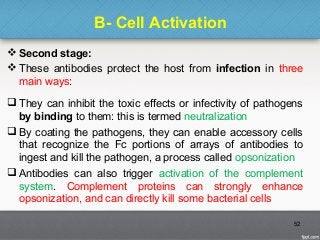 B- Cell Activation
 Second stage:
 These antibodies protect the host from infection in three
main ways:
 They can inhibit the toxic effects or infectivity of pathogens
by binding to them: this is termed neutralization
 By coating the pathogens, they can enable accessory cells
that recognize the Fc portions of arrays of antibodies to
ingest and kill the pathogen, a process called opsonization
 Antibodies can also trigger activation of the complement
system. Complement proteins can strongly enhance
opsonization, and can directly kill some bacterial cells
52
 