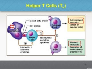 Helper T Cells (TH)
55
 