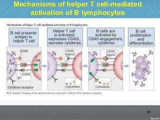 Mechanisms of helper T cell-mediated
activation of B lymphocytes
58
 