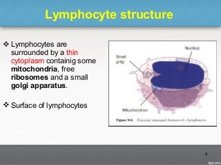 Lymphocyte structure
 Lymphocytes are
surrounded by a thin
cytoplasm containig some
mitochondria, free
ribosomes and a small
golgi apparatus.
 Surface of lymphocytes
8
 