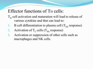 Effector functions of TH cells:
TH cell activation and maturation will lead to release of
various cytokine and that can lead to:
1. B cell differentiation to plasma cell (TH2 response)
2. Activation of TC cells (TH1 response)
3. Activation or suppression of other cells such as
macrophages and NK cells.
 