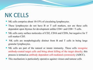 NK CELLS
 NK cells comprise about 10-15% of circulating lymphocytes.
 These lymphocytes do not have B or T cell markers, nor are these cells
dependent upon thymus for development unlike CD4+ and CD8+ T cells.
 NK cells carry surface molecules of CD2, CD16 and CD56, but negative for T
cell marker CD3.
 NK cells are morphologically distinct from B and T cells in being large
granular lymphocytes.
 NK cells are part of the natural or innate immunity. These cells recognise
antibody-coated target cells and bring about killing of the target directly; this
process is termed as antibody dependent cell-mediated cytotoxicity (ADCC).
 This mechanism is particularly operative against viruses and tumour cells
 