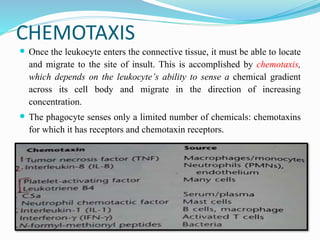 CHEMOTAXIS
 Once the leukocyte enters the connective tissue, it must be able to locate
and migrate to the site of insult. This is accomplished by chemotaxis,
which depends on the leukocyte’s ability to sense a chemical gradient
across its cell body and migrate in the direction of increasing
concentration.
 The phagocyte senses only a limited number of chemicals: chemotaxins
for which it has receptors and chemotaxin receptors.
 