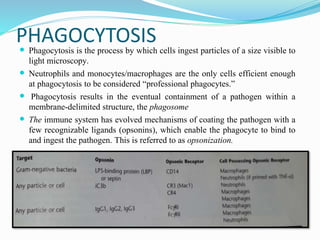 PHAGOCYTOSIS Phagocytosis is the process by which cells ingest particles of a size visible to
light microscopy.
 Neutrophils and monocytes/macrophages are the only cells efficient enough
at phagocytosis to be considered “professional phagocytes.”
 Phagocytosis results in the eventual containment of a pathogen within a
membrane-delimited structure, the phagosome
 The immune system has evolved mechanisms of coating the pathogen with a
few recognizable ligands (opsonins), which enable the phagocyte to bind to
and ingest the pathogen. This is referred to as opsonization.
 