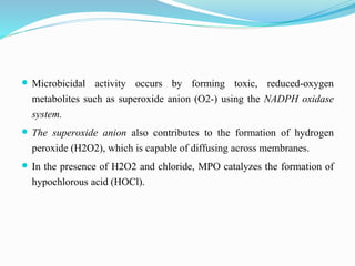  Microbicidal activity occurs by forming toxic, reduced-oxygen
metabolites such as superoxide anion (O2-) using the NADPH oxidase
system.
 The superoxide anion also contributes to the formation of hydrogen
peroxide (H2O2), which is capable of diffusing across membranes.
 In the presence of H2O2 and chloride, MPO catalyzes the formation of
hypochlorous acid (HOCl).
 