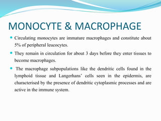 MONOCYTE & MACROPHAGE
 Circulating monocytes are immature macrophages and constitute about
5% of peripheral leucocytes.
 They remain in circulation for about 3 days before they enter tissues to
become macrophages.
 The macrophage subpopulations like the dendritic cells found in the
lymphoid tissue and Langerhans’ cells seen in the epidermis, are
characterised by the presence of dendritic cytoplasmic processes and are
active in the immune system.
 