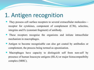 1. Antigen recognition
 They possess cell surface receptors to several extracellular molecules—
receptor for cytokines, component of complement (C3b), selectins,
integrins and Fc (constant fragment) of antibody.
 These receptors recognise the organisms and initiate intracellular
mechanism in macrophages.
 Antigen to become recognisable can also get coated by antibodies or
complement, the process being termed as opsonisation.
 Macrophages have capacity to distinguish self from non-self by
presence of human leucocyte antigens (HLA) or major histocompatibilty
complex (MHC).
 