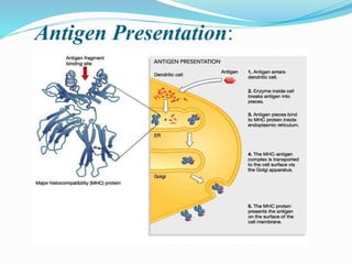 Antigen Presentation:
 