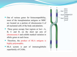  Out of various genes for histocompatibility,
most of the transplantation antigens or MHC
are located on a portion of chromosome 6 of
all nucleated cells of the body and platelets.
 These genes occupy four regions or loci—A,
B, C and D, on the short (p) arm of
chromosome 6 and exhibit marked variation in
allelic genes at each locus.
 Therefore, the product of HLA antigens is
highly polymorphic.
 HLA system is part of immunoglobulin
superfamily of CAMs.
 
