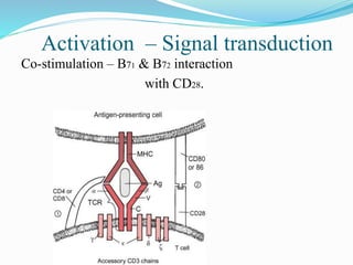 Activation – Signal transduction
Co-stimulation – B71 & B72 interaction
with CD28.
 