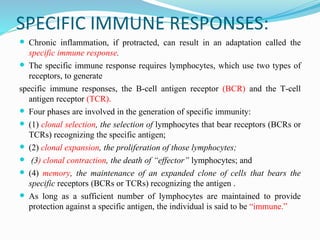SPECIFIC IMMUNE RESPONSES:
 Chronic inflammation, if protracted, can result in an adaptation called the
specific immune response.
 The specific immune response requires lymphocytes, which use two types of
receptors, to generate
specific immune responses, the B-cell antigen receptor (BCR) and the T-cell
antigen receptor (TCR).
 Four phases are involved in the generation of specific immunity:
 (1) clonal selection, the selection of lymphocytes that bear receptors (BCRs or
TCRs) recognizing the specific antigen;
 (2) clonal expansion, the proliferation of those lymphocytes;
 (3) clonal contraction, the death of “effector” lymphocytes; and
 (4) memory, the maintenance of an expanded clone of cells that bears the
specific receptors (BCRs or TCRs) recognizing the antigen .
 As long as a sufficient number of lymphocytes are maintained to provide
protection against a specific antigen, the individual is said to be “immune.”
 