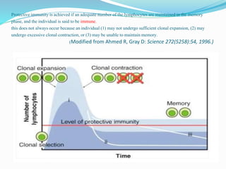 Protective immunity is achieved if an adequate number of the lymphocytes are maintained in the memory
phase, and the individual is said to be immune.
this does not always occur because an individual (1) may not undergo sufficient clonal expansion, (2) may
undergo excessive clonal contraction, or (3) may be unable to maintain memory.
(Modified from Ahmed R, Gray D: Science 272(5258):54, 1996.)
 