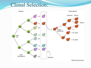 Clonal Selection:
 
