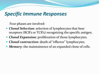 Specific Immune Responses
Four phases are involved:
 Clonal Selection: selection of lymphocytes that bear
receptors (BCR’s or TCR’s) recognizing the specific antigen.
 Clonal Expansion: proliferation of those lymphocytes.
 Clonal contraction: death of “effector” lymphocytes.
 Memory: the maintainence of an expanded clone of cells.
 