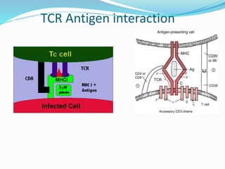 TCR Antigen interaction
 