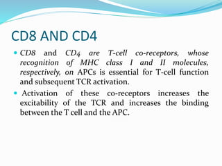 CD8 AND CD4
 CD8 and CD4 are T-cell co-receptors, whose
recognition of MHC class I and II molecules,
respectively, on APCs is essential for T-cell function
and subsequent TCR activation.
 Activation of these co-receptors increases the
excitability of the TCR and increases the binding
between the T cell and the APC.
 
