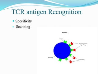 TCR antigen Recognition:
 Specificity
 Scanning
 