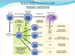 B-cell Differentiation and
Isotype switching
 
