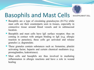 Basophils and Mast Cells
 Basophils are a type of circulating granulocytes (0-1%) while
mast cells are their counterparts seen in tissues, especially in
connective tissue around blood vessels and in submucosal
location.
 Basophils and mast cells have IgE surface receptor; thus on
coming in contact with antigen binding to IgE (e.g. allergic
reaction to parasites), these cells get activated and release
granules i.e. degranulate.
 These granules contain substances such as: histamine, platelet
activating factor, heparin and certain chemical mediators (e.g.
prostaglandins, leukotrienes).
 Mast cells and basophils are thus involved in mediating
inflammation in allergic reactions and have a role in wound
healing
 