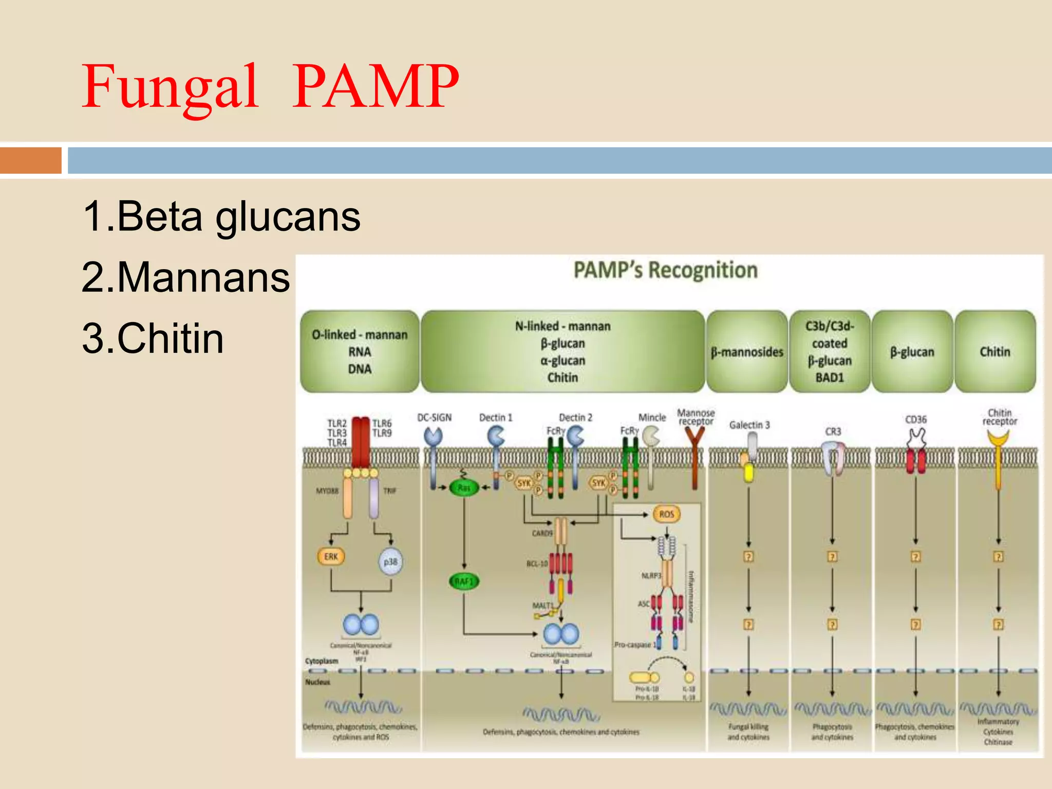 Immunity to fungal infection | PPTX