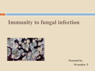 Immunity to fungal infection
Presented by:
Sivasankar .P
 